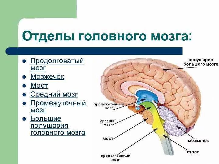 Отдел мозга особенности функции. Отдел мозга особенности функции