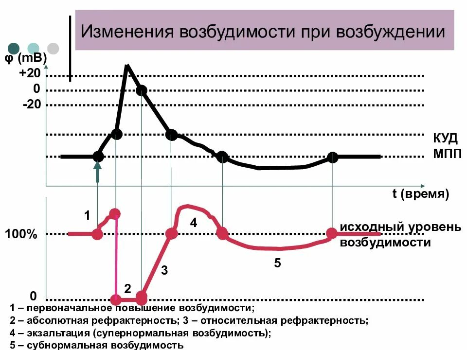 Изменение возбудимости при возбуждении. Изменение возбудимости в процессе возбуждения. Фазовые изменения возбудимости в процессе возбуждения. Изменения возбудимости при возбуждении, фазы возбудимости. Время пд