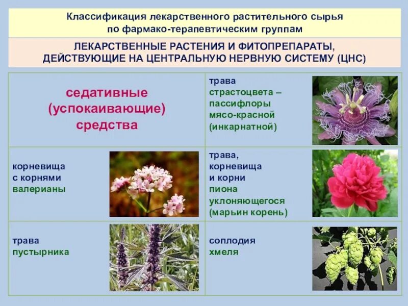 Классификация лечебных трав. Растения обладающие седативным действием. ЛРС растения. Систематика лекарственных растений. Сырье каких лекарственных растений