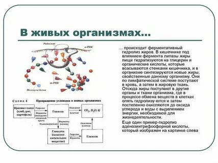 Роль гидролиза в живых организмах