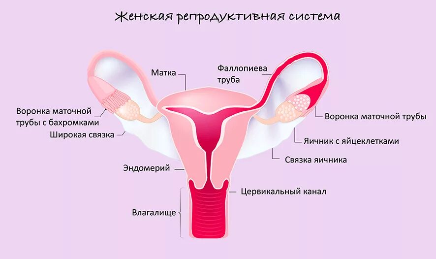 Строение женской репродуктивной системы анатомия. Репродуктивная система женщины матка. Строение репродуктивной системы женщины. Женская репродуктивная си тема.