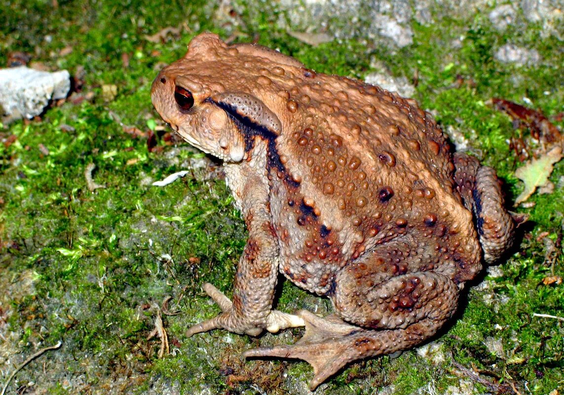 дальневосточная жаба. дальневосточная жаба bufo gargarizans. жаба приморская. дальневосточная лягушка rana dybowskii. жаба приморская.