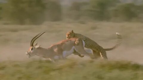 Wildlife videos