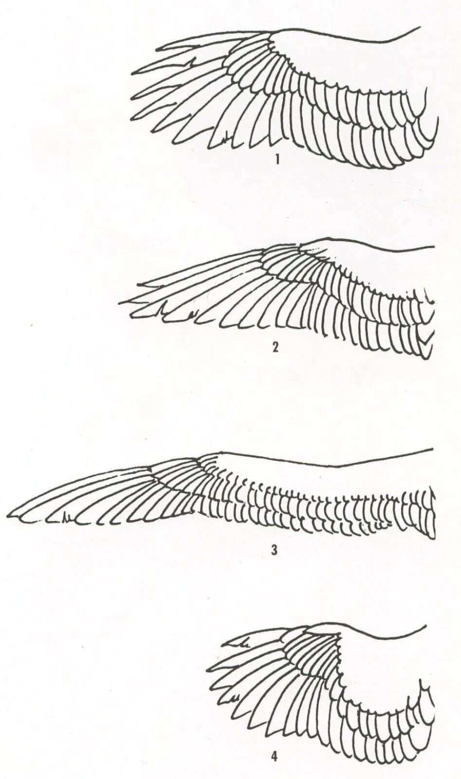 Форма легких птиц. Сложенные Крылья сбоку. Крылья сбоку референс. Крылья хищных птиц строение. Формы крыльев птиц.