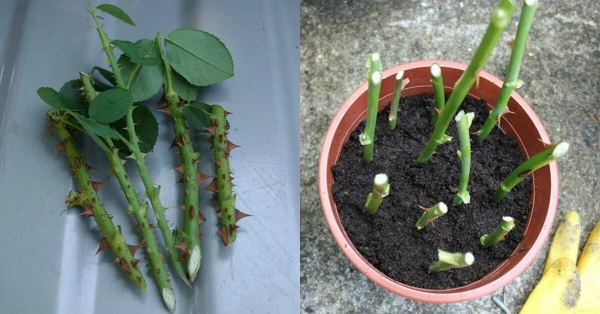 Каллус на черенке розы. Укоренение черенков роз. Черенки розы Эпин.