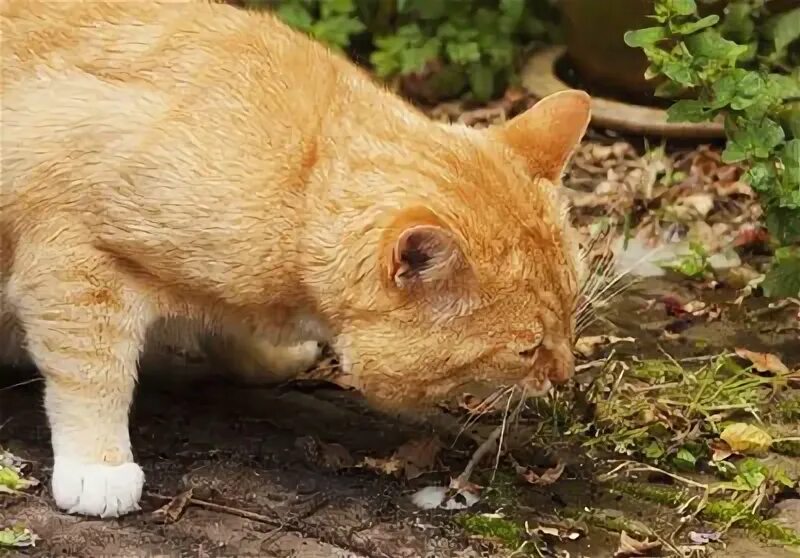 Кошка блюет желчью и не ест. Котёнка рвёт прозрачной слизью. блюющий кот на рабочий стол. кот блюет фото масштаб 1000-700.