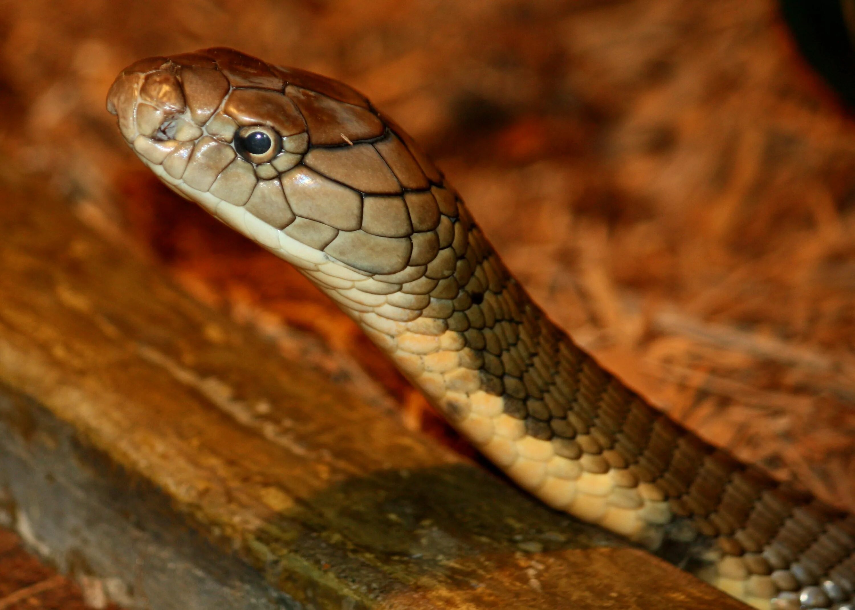 Королевская Кобра гамадриад. Змея Филиппинская Кобра. Гамадриада змея. Гнездо королевской кобры.