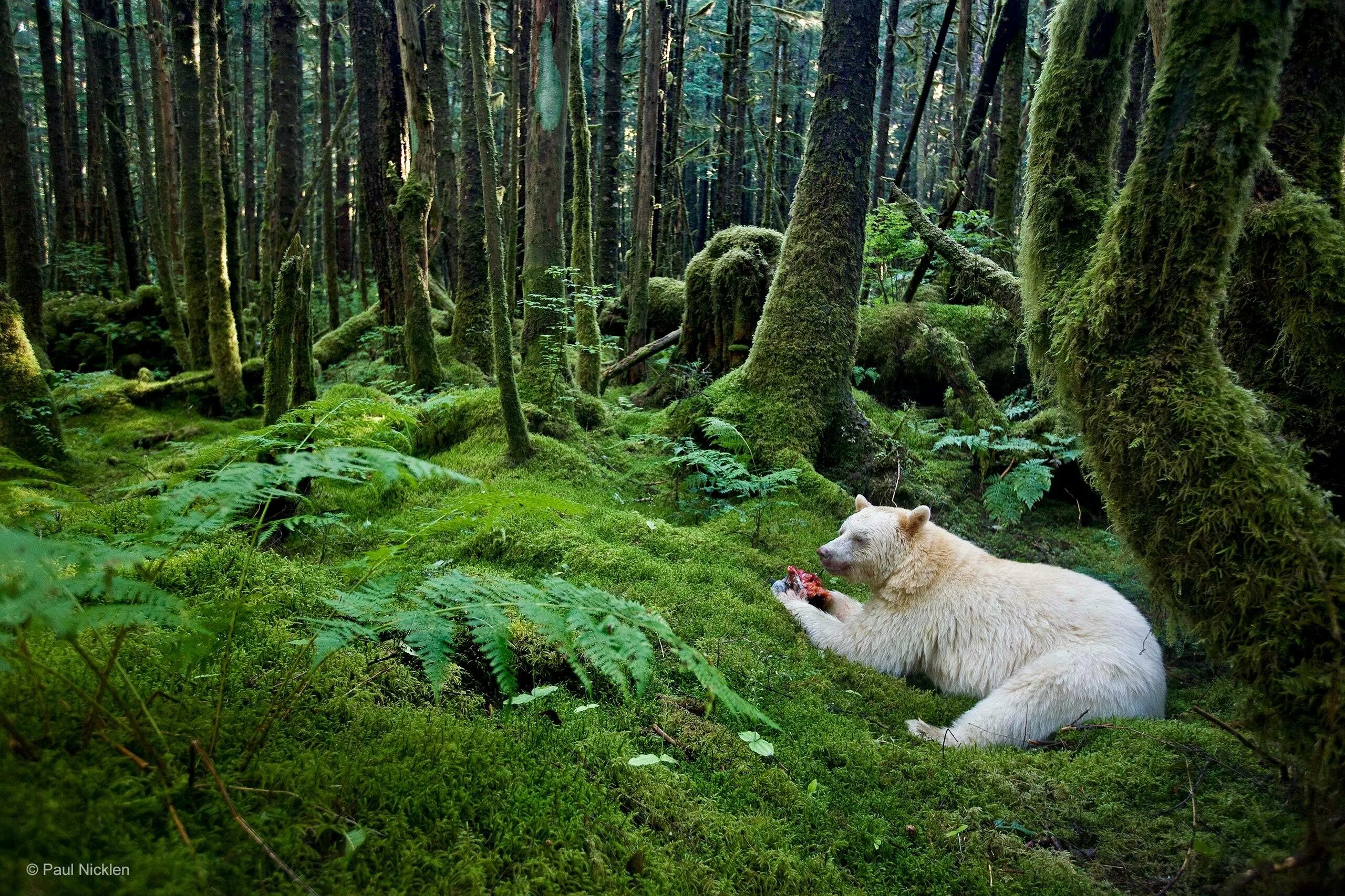 Great Bear Rainforest Канада. Дождевой лес Британская Колумбия. Звери в лесу. Лесные обитатели. Дикие животные островов