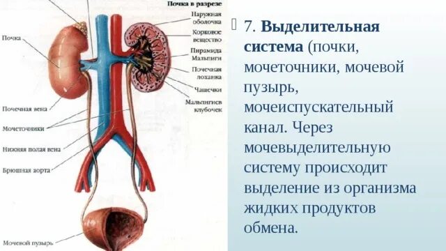 Контрольная по мочевыделительной системе 8 класс. Выделительная система человека строение почки. Выделительная система почки мочеточникимочевй пузырь. Строение почек млекопитающих. Выделительная система анатомия почек.