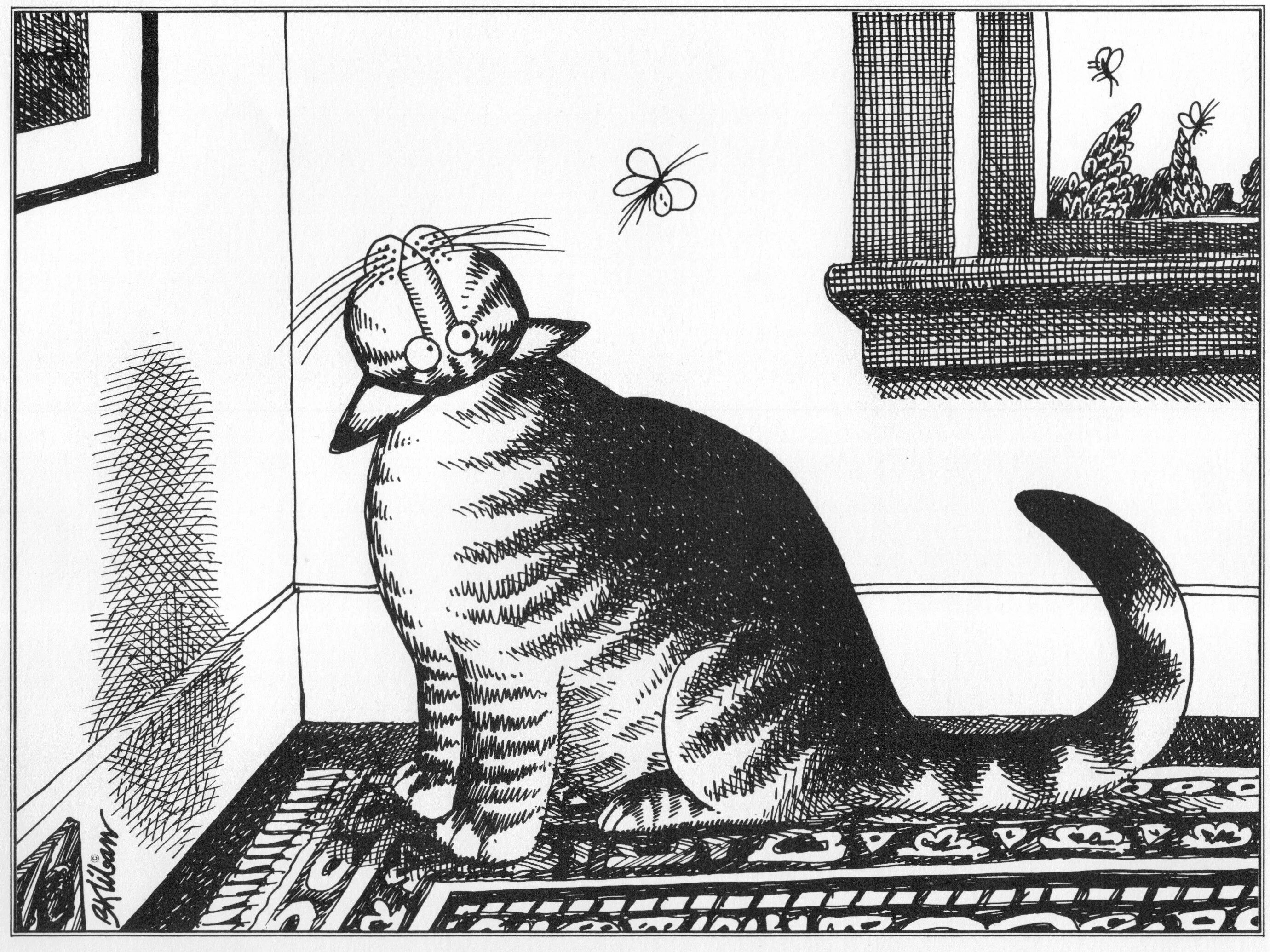 Кот по испански. Коты клибана. котики карикатуры. карикатура кот в доме. карикатура про домашних кошек.