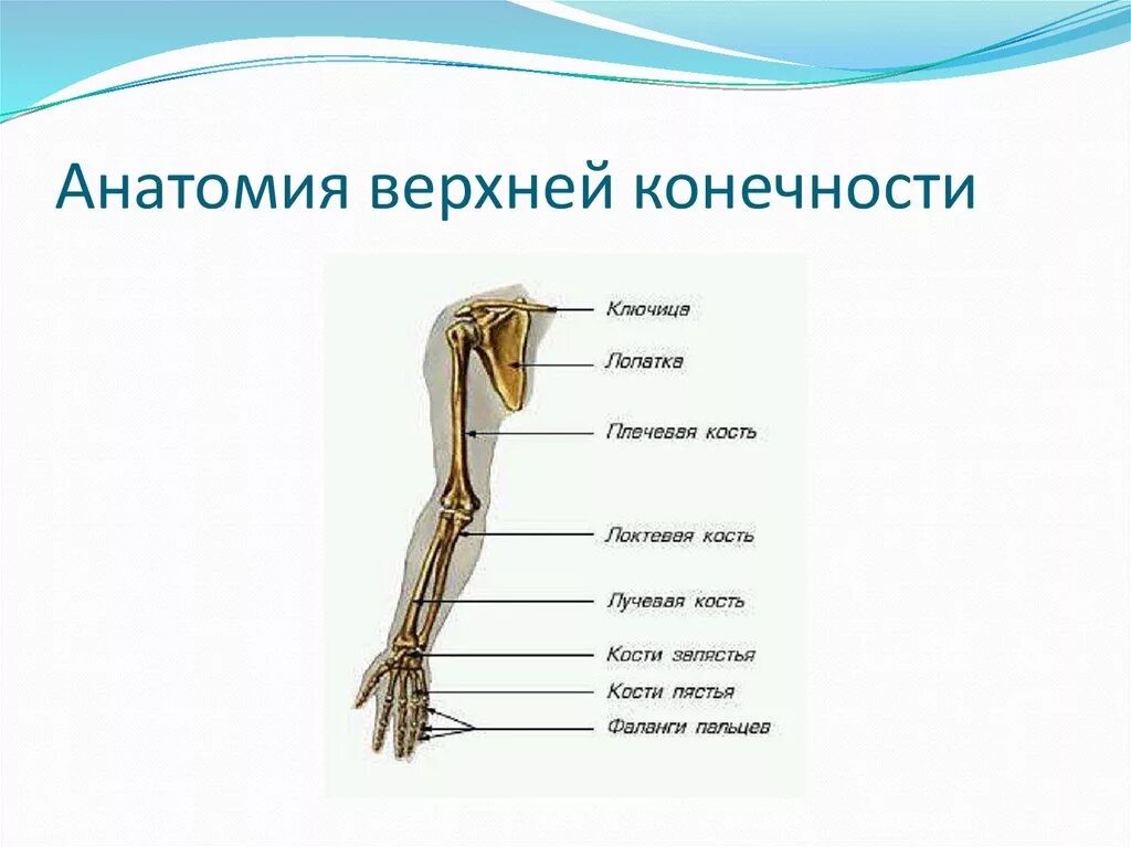 Анатомия верхней конечности. Анатомическое строение верхней конечности. Топографическая анатомия верхней конечности человека. Топографическая анатомия верхней конечности кости. Скелет верхних конечностей человека анатомия презентация.