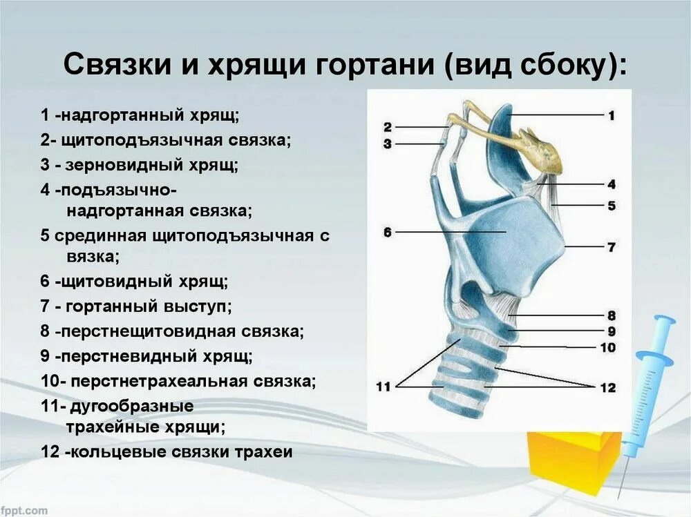 Как убрать хрящи. Хрящевые связки гортани. гортань сбоку строение анатомия. строение гортани, хрящи гортани. голосовые связки.. хрящи и связки гортани вид сбоку.