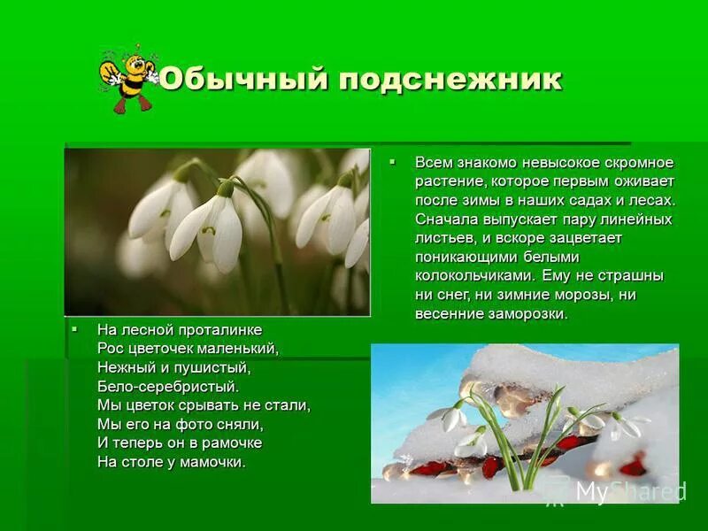 Песня про подснежники детская. Информация о подснежнике. Подснежник краткая информация. Подснежник цветок описание. Рассказать про Подснежник.