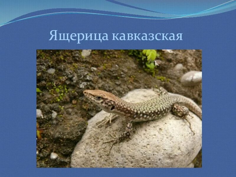 Крымский варан. История ящериц. История ящериц. История ящериц. История ящериц.