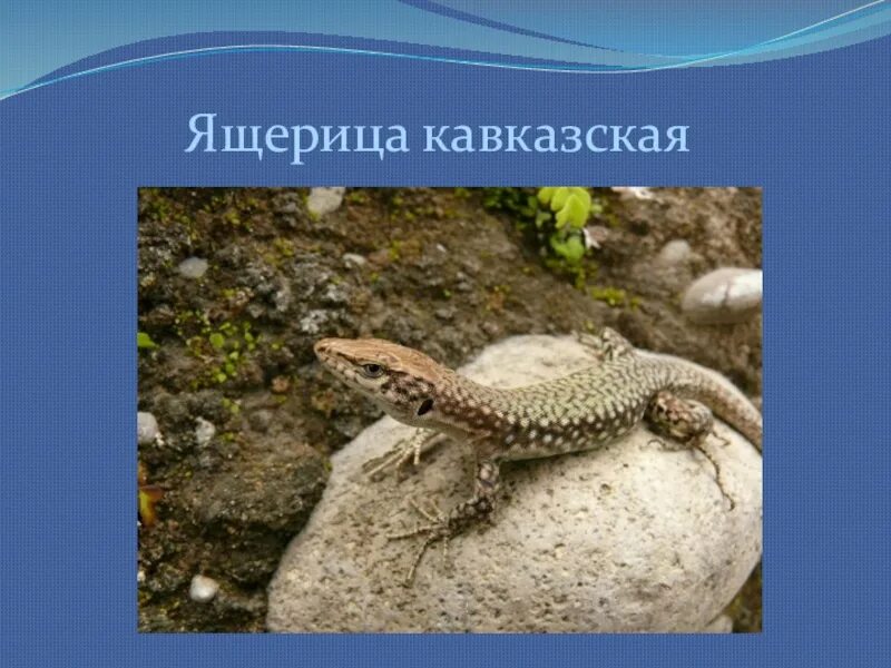 Окружающий мир ящерицы. Кавказская прыткая ящерица. Сообщение о ящерице кавказской. Ящерицы Черноморского побережья. Ящерица Кавказская доклад.