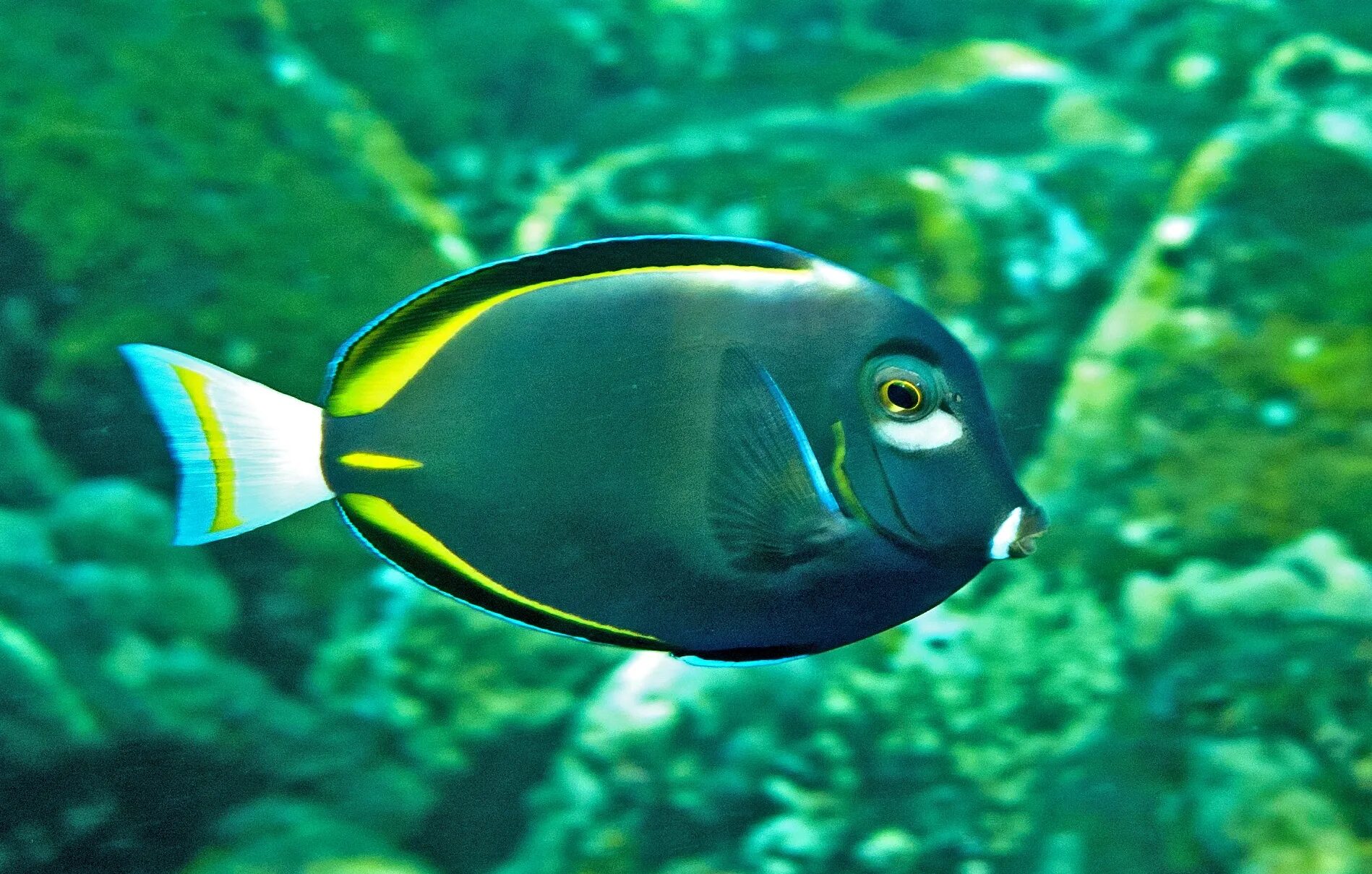 Acanthurus glaucopareius. Хирург оливковый Acanthurus. Хирург белощекий золотоплавничный, l/ Acanthurus nigricans(Acanthurus glaucopareius). Acanthurus maculiceps рыба.