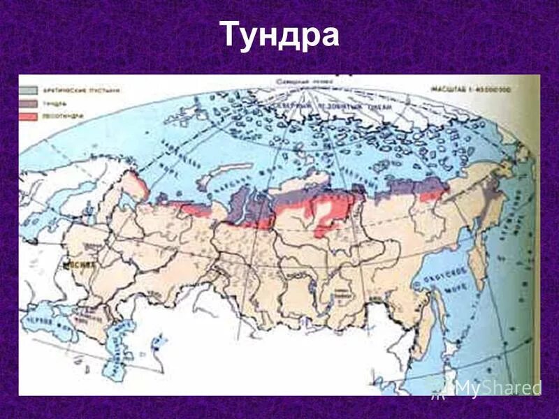 Тундра на карте России. Карта природных зон. Зона тундры на карте.