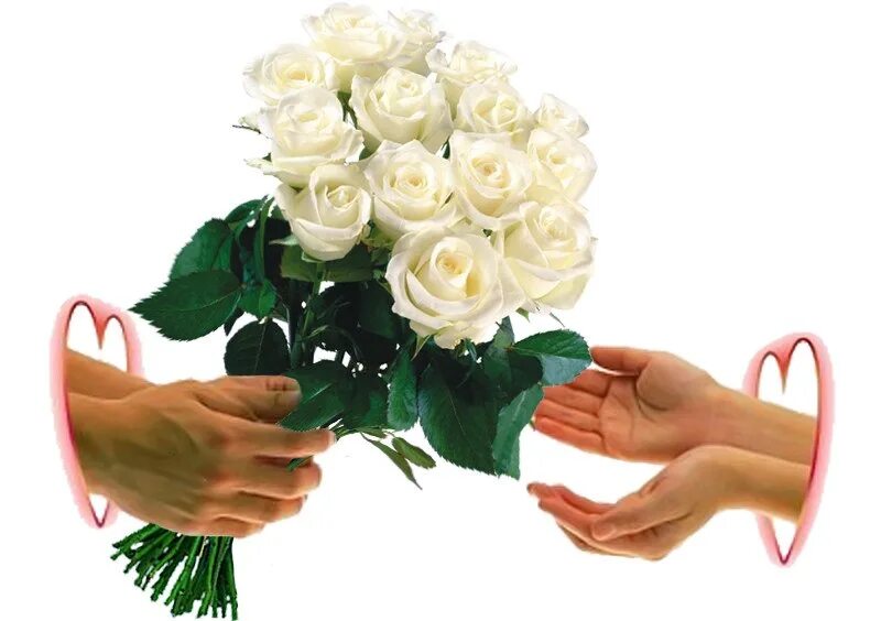 Букет в руках. Цветы для любимой. Дарит букет роз. Белые розы в руках.