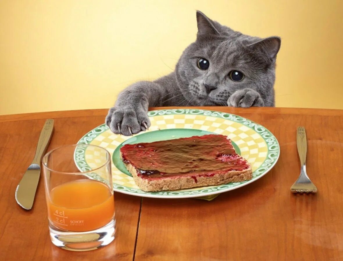 Вкусно ели. Кот ворует со стола. Кот ворует еду со стола. Котик за столом. Голодный кот.