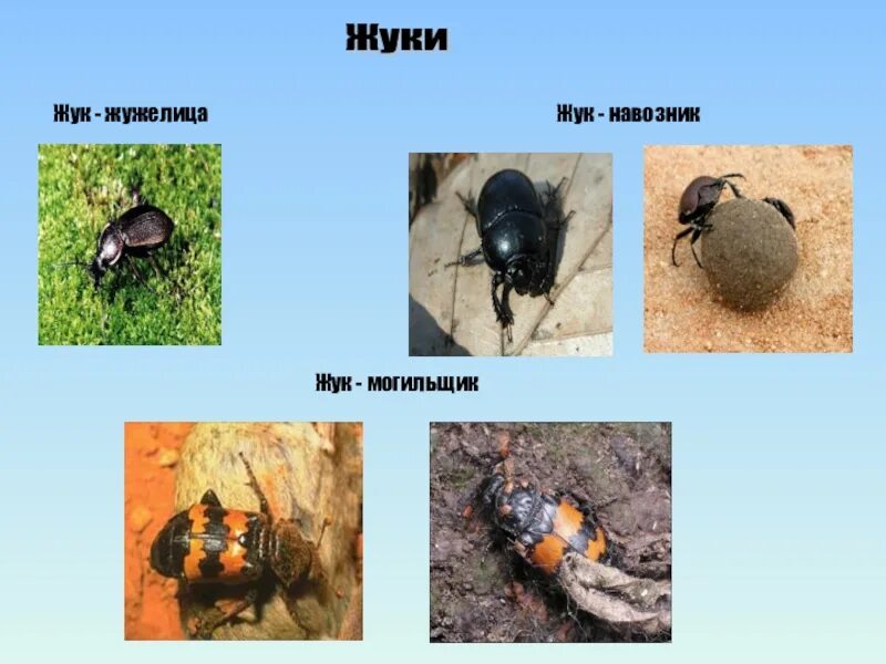 Жук навозник санитар луга. Жук могильщик. жук навозник и жук могильщик. жук санитар. санитар луга жук навозник.