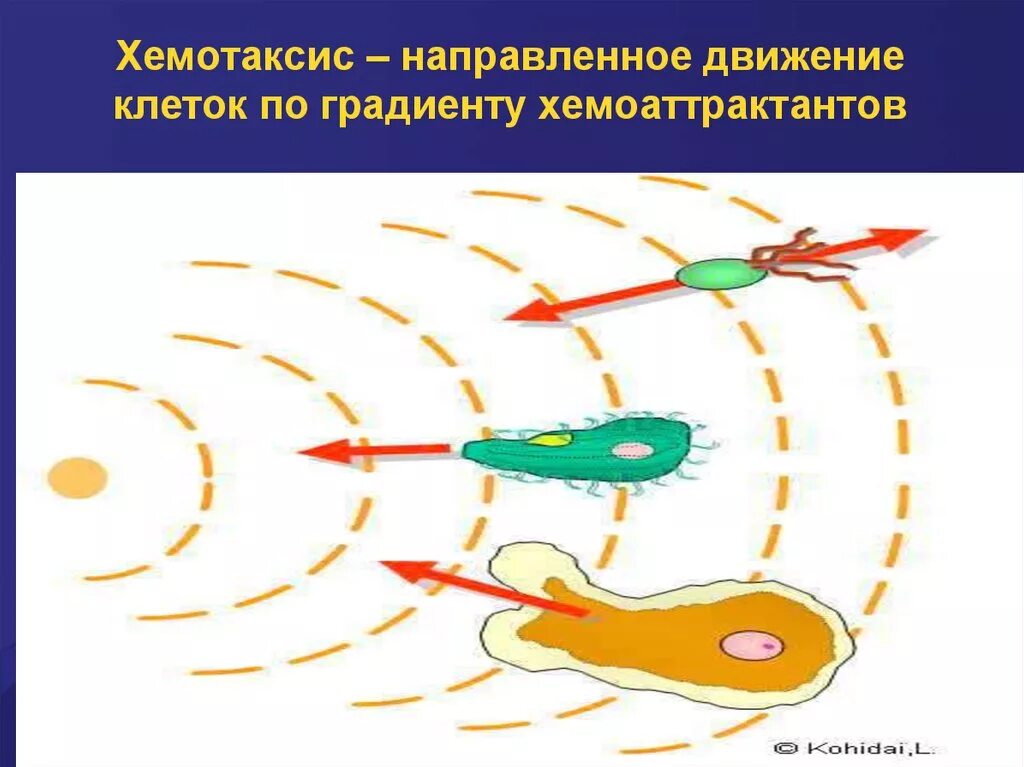 Движение клетки. Хемотаксис это иммунология. Хемотаксис бактерий. Хемотаксис клеток это. Хемотаксис рисунок.