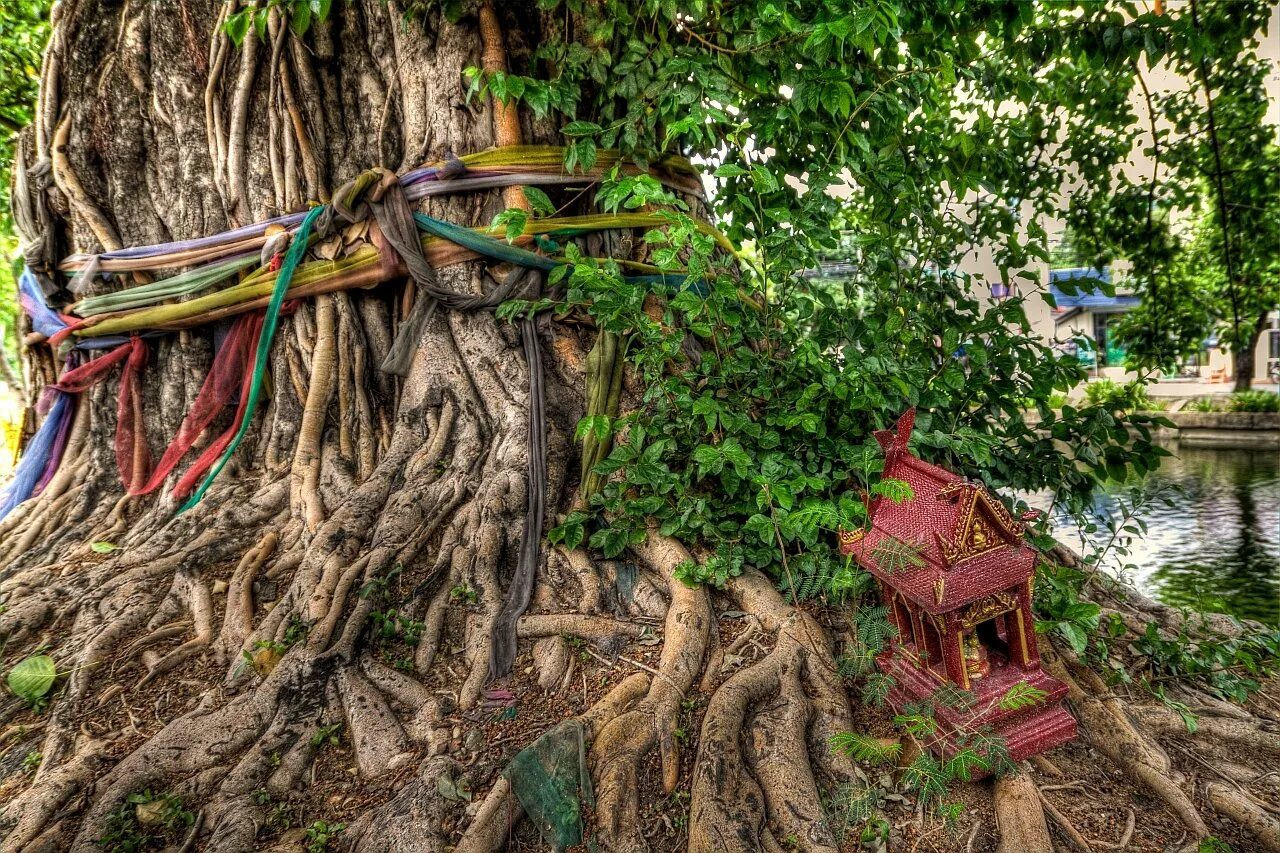 где расположено дерево. роща секвой марипоса. деревья растущие в лесу. дерево пророка мухаммада. арбол дель туле дерево.