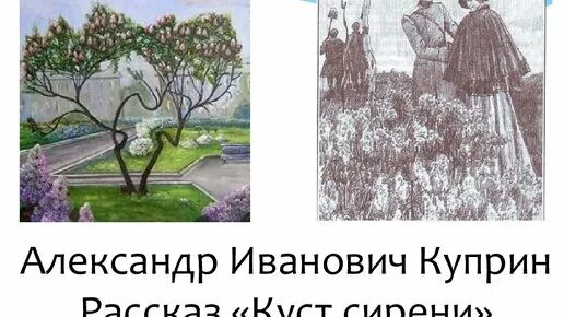 Куст сирени Куприн алмазов. Характеристика веры из куст сирени