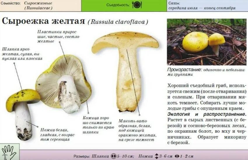 Сыроежка тип питания. Сыроежка гриб ложный и съедобный. сыроежка гриб ложный. сыроежка гриб съедобный описание. желтая сыроежка ложная.