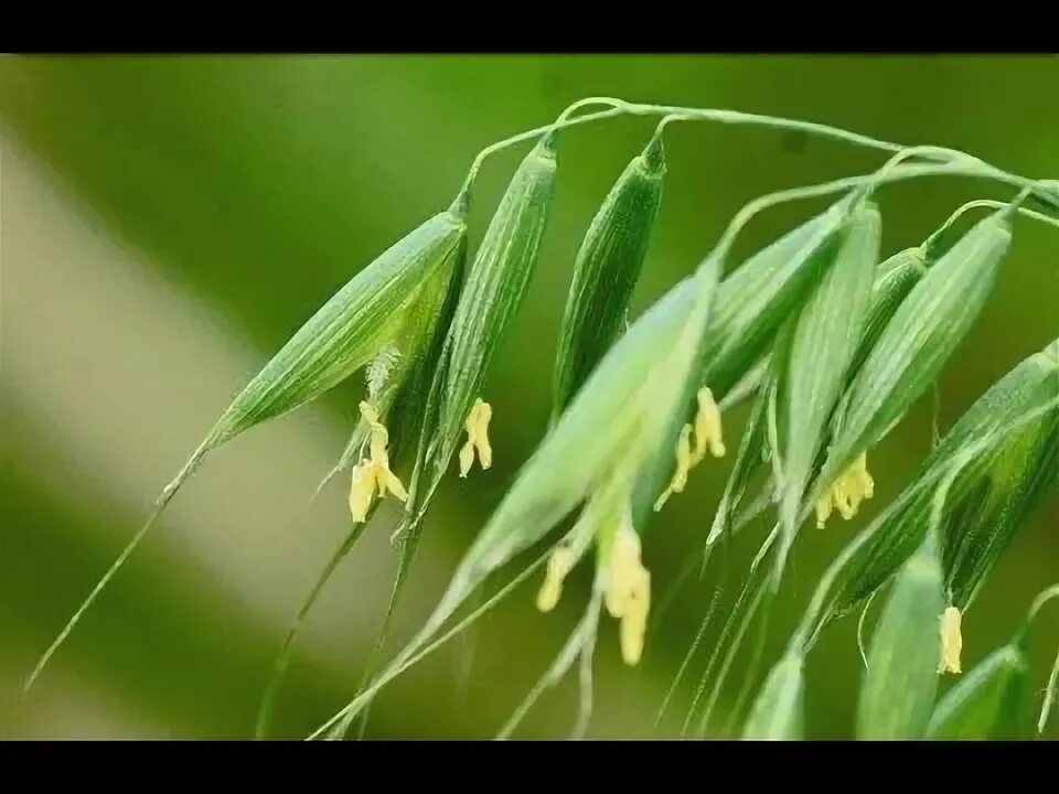 Pin on Grass and grain