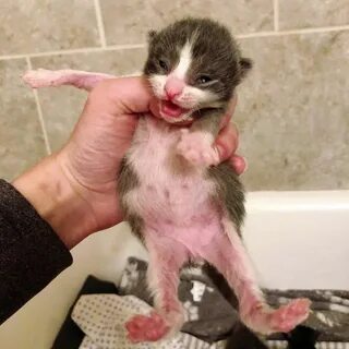 Запор у котенка 1