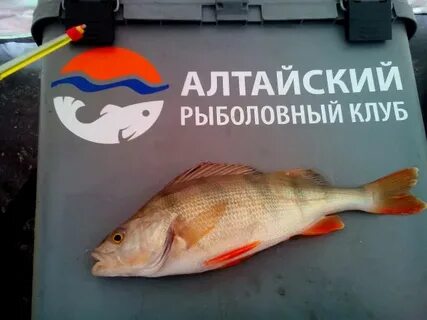 Арк алтайский рыболовный клуб