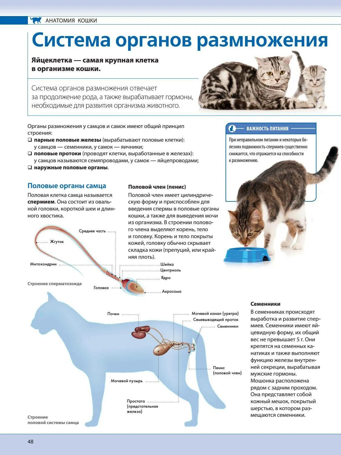 Размножение кошек. КСК размножаються кошки. Как размножаются коты. Кошки плодятся. Сколько длится спаривание