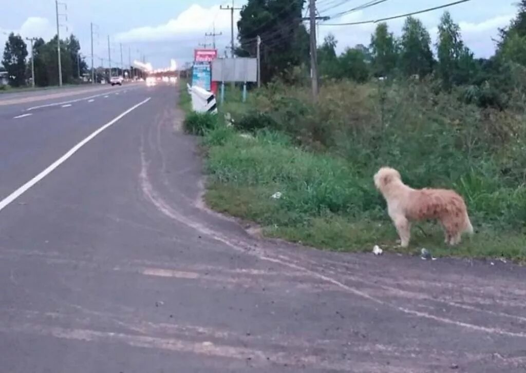 Собака на обочине дороги. Собака ожидающая на дороге. Щенок на обочине дороги. Хатико у дороги. Собака забыла хозяина