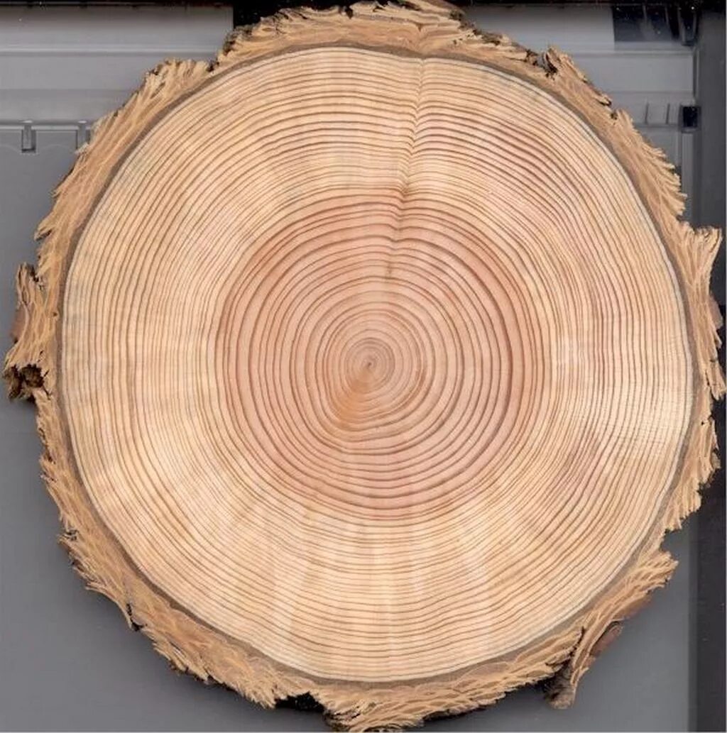 дендрохронология. годичные кольца древесины секвойя. лиственница в дендрохронологии. спил сосны дендрохронология. кольца на срезе дерева.