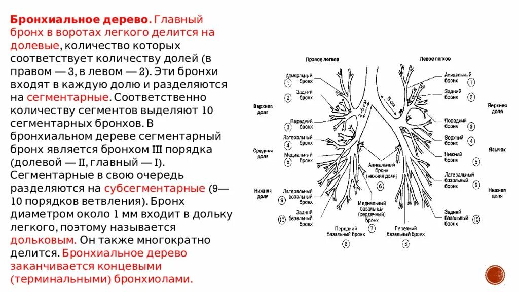 Деление бронхов кт схема. Эндоскопическая схема бронхиального дерева. Бронхиальное дерево деление бронхов. Сегменты бронхов схема. Бронхиальное дерево легких