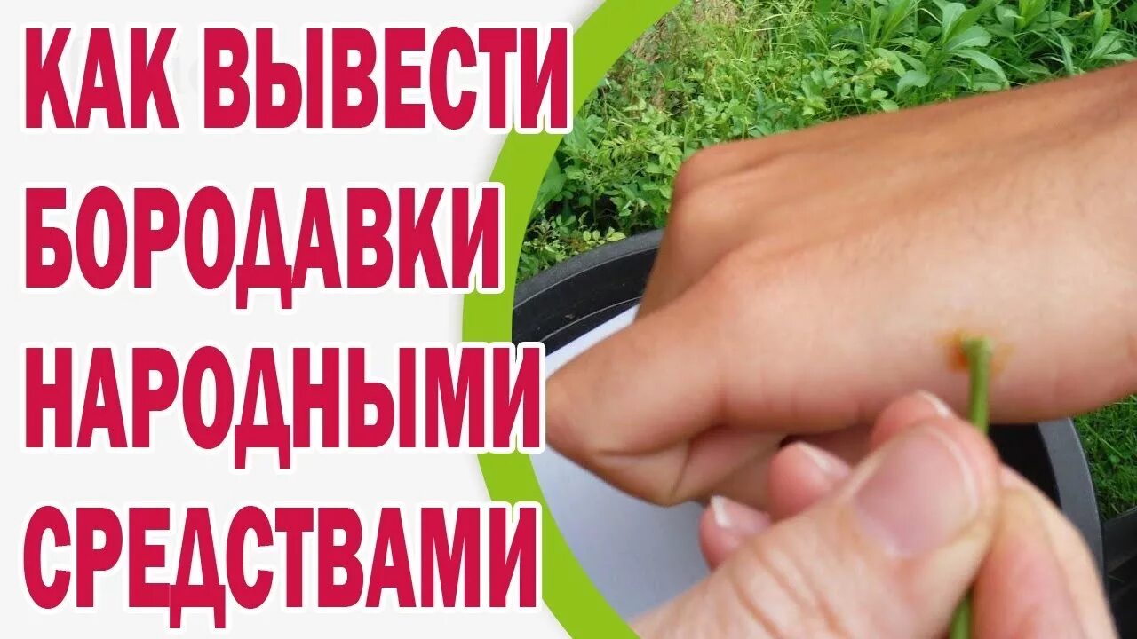 Средство вывести бородавку. Народные средства от бородавок. Народные методы избавления от бородавок. Народные средства избавления от бородавок. Бородавки народные средства.