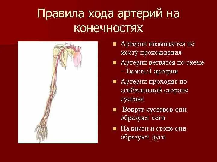 Награда цветов артерии. Ход артерий. Ангиология конечности. Закономерности хода артерий. Ход артерий верхней конечности.