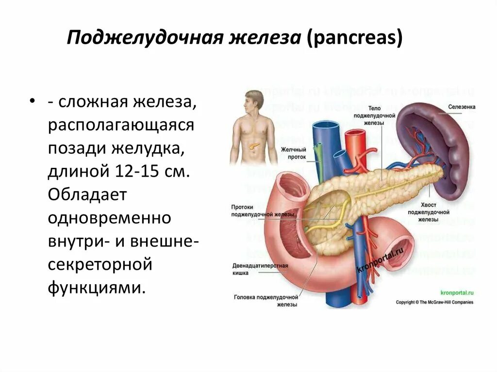 Развитие внешнесекреторной функции поджелудочной железы.. Поджелудочная железа панкреатический сок. Поджелудочная железа в пищеварительной системе строение и функция. Функции поджелудочной железы в пищеварительной системе.