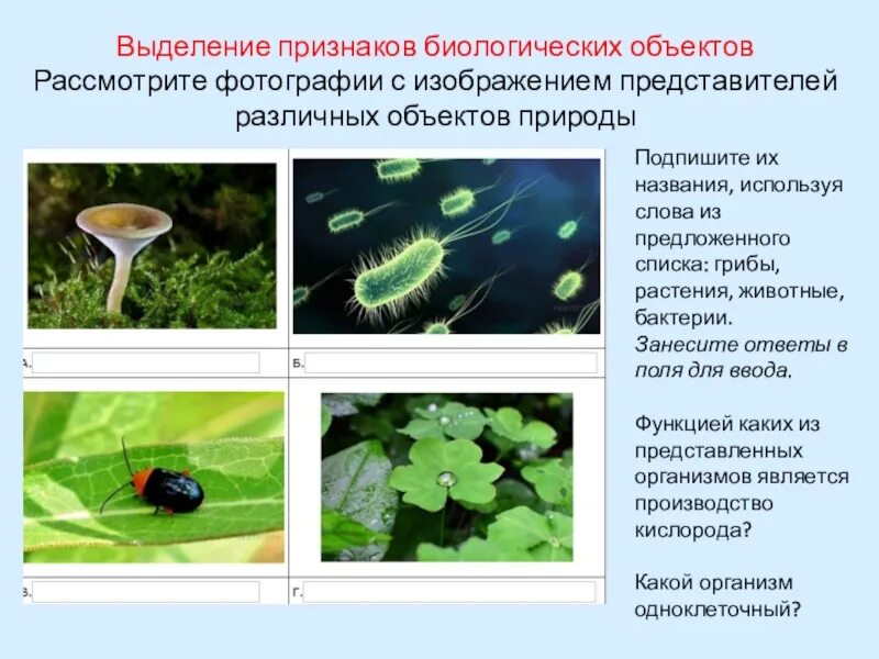 Свойства живых организмов впр. Признаки биологических объектов. Выделение признаков биологических объектов. Признаки биологических объектов живых организмов. Изображением представителей различных объектов природы.