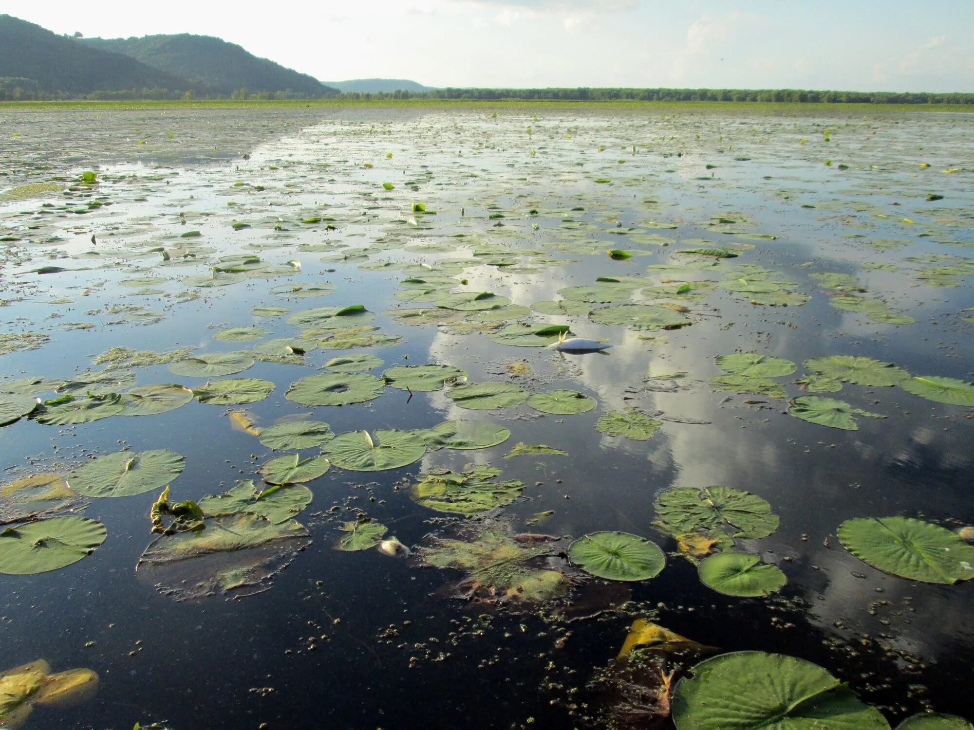 болото какое загрязнение. загрязнение болот. болото какое загрязнение. загрязнение воды удобрениями. экология воды.