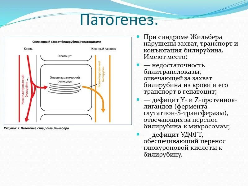 Печень синдром жильбера. Синдром Жильбера механизм развития. Синдром Жильбера диагностические критерии. Синдром Жильбера патогенез кратко. Синдром Жильбера дифференциальный диагноз.