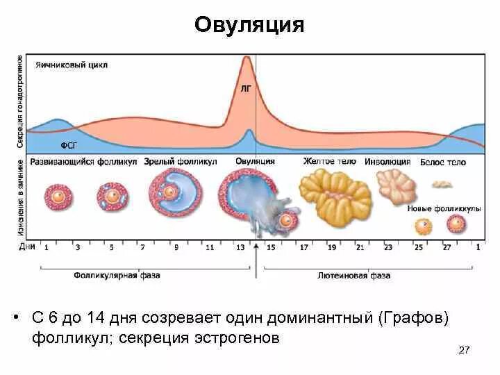 Фолликул лопается при каком размере овуляции. 2 фаза менструационного цикла это лютеиновая фаза. фазы менструационного цикла лютеиновая фаза. длительность лютеиновой фазы менструационного цикла. фазы менструационного цикла фолликулярная овуляторная лютеиновая.