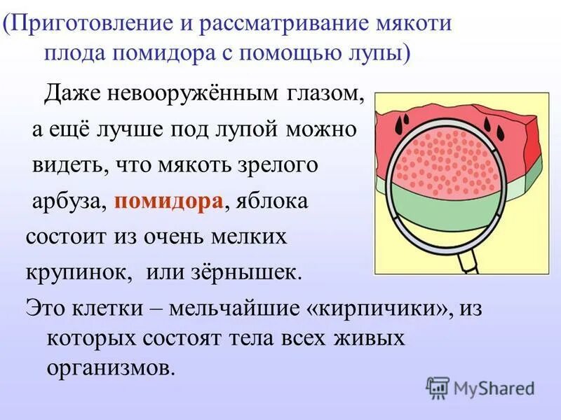 С помощью лупы можно рассмотреть. Клеточное строение мякоти арбуза. Мякоть плодов под лупой. Строение клетки мякоти арбуза. Клеткаvzrjnb FH,EPF строение.