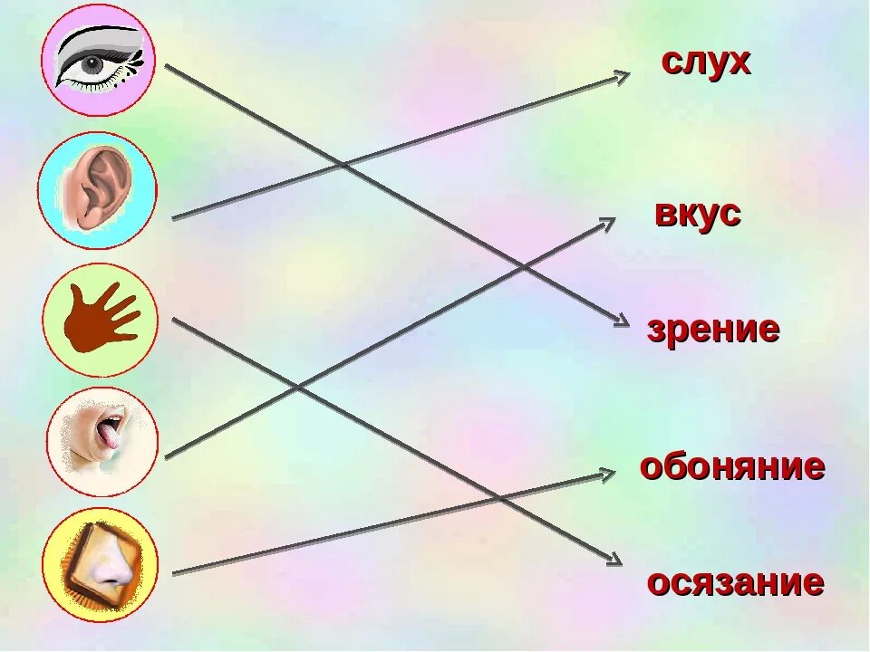 Зрительные органы чувств. Чувства обоняние осязание слух зрение. Слух вкус зрение обоняние. Зрение вкус обоняние осязание. Органы зрения слуха обоняния вкуса осязания.