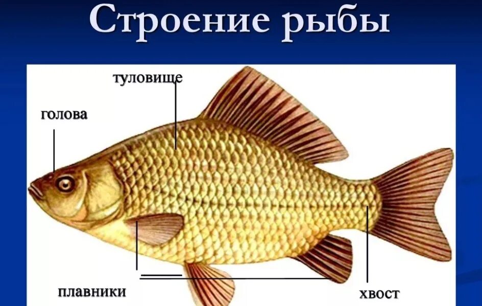 Строение рыбы. Строение рыбы рисунок. Части рыбы для детей. Части тела рыбы для дошкольников. Внутреннее строение карася