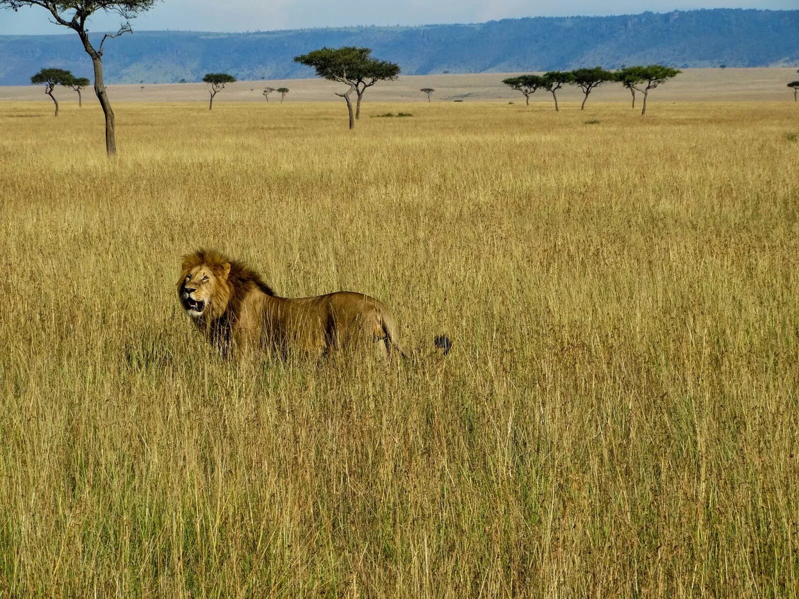 Африканский саванный Лев. Львы в саванне. Africa lion