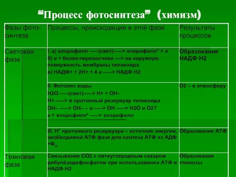 Химизм фотосинтеза. Этапы фотосинтеза. Процессы световой фазы фотосинтеза. Химизм световой фазы фотосинтеза.
