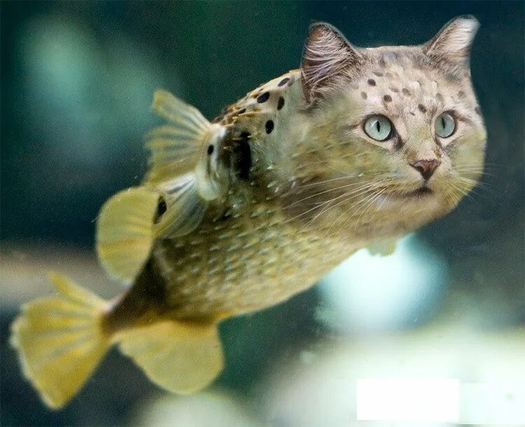 Сомик Скат. Кот с рыбой. Смешные рыбки. Подводный кот. Рыба рысь