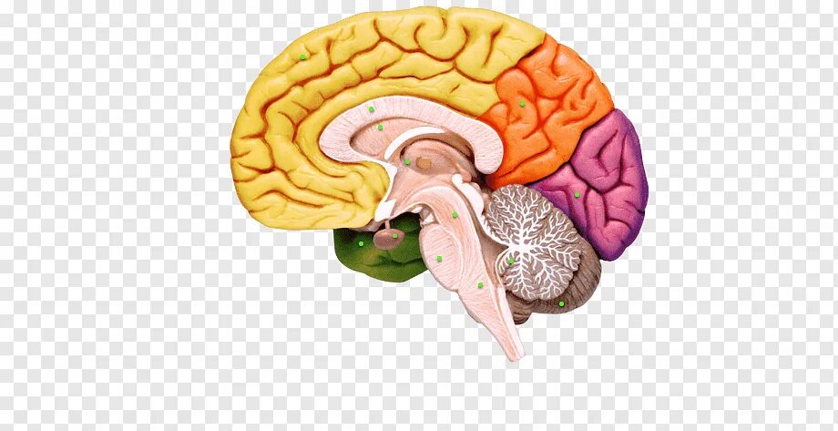 Головной мозг. Отделы головного мозга без подписей. Головной мозг человека без подписей. Изображение головного мозга человека. Мозг без подписей