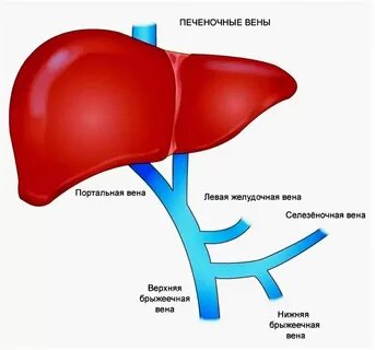 Портальная вена печени норма